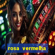 rosa vermelha (letra e cifra)